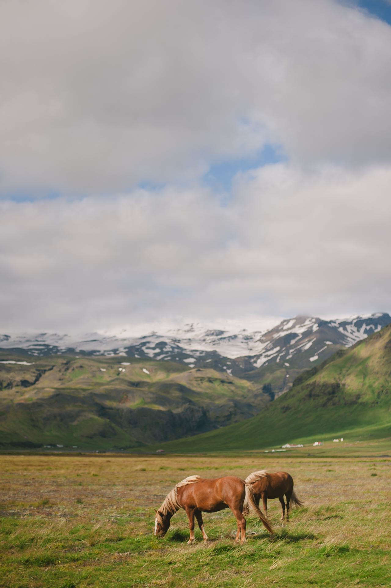 Icelandic Horses Iceland