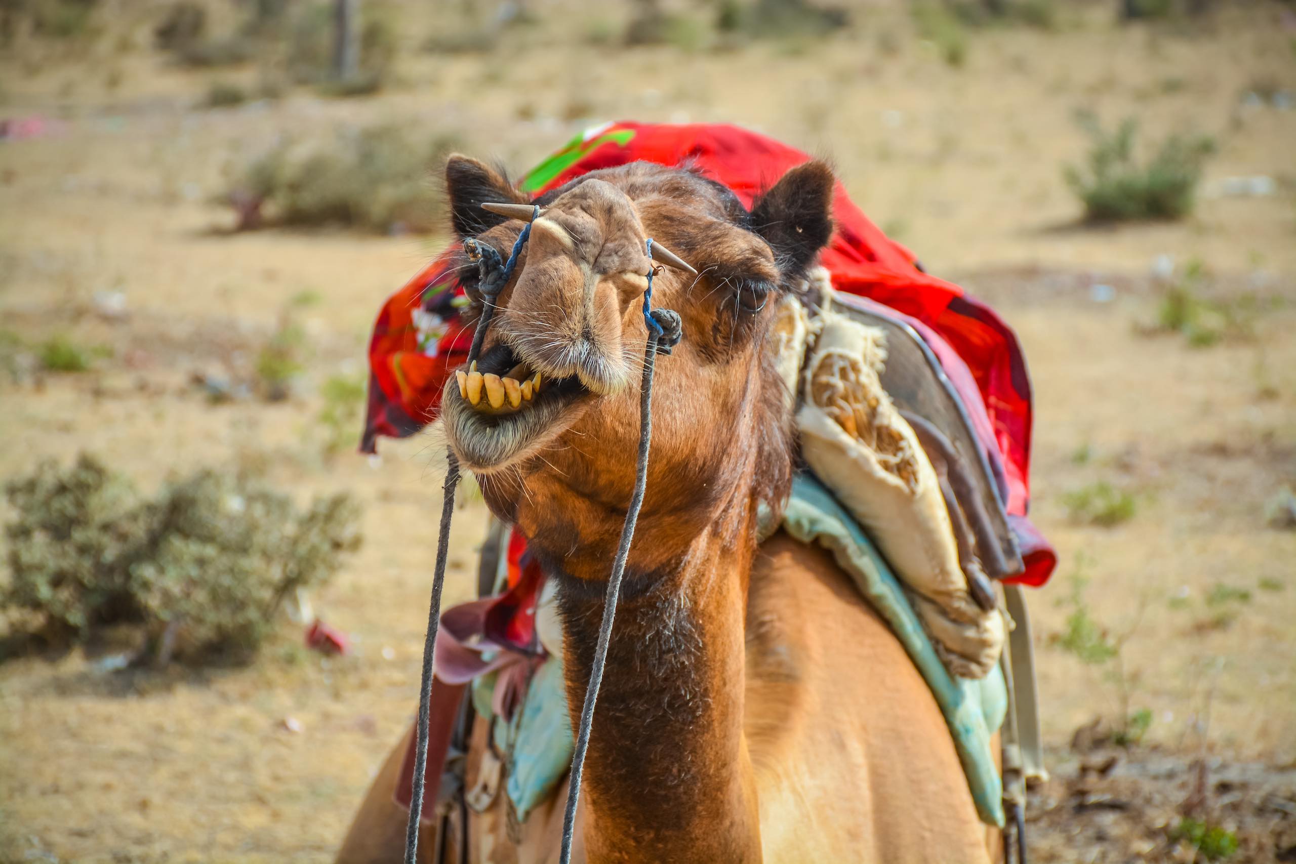 Bikaner Camel Trek Rajasthan India