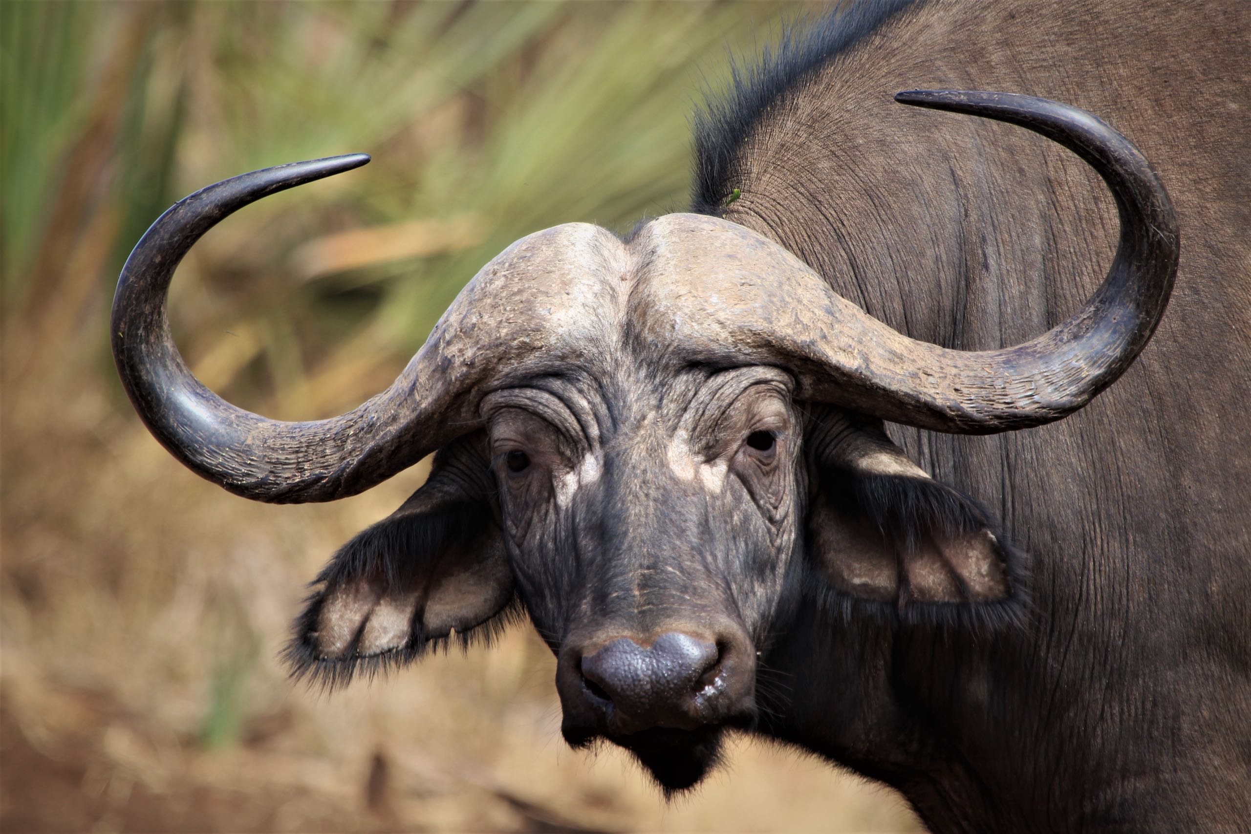 African Buffalo