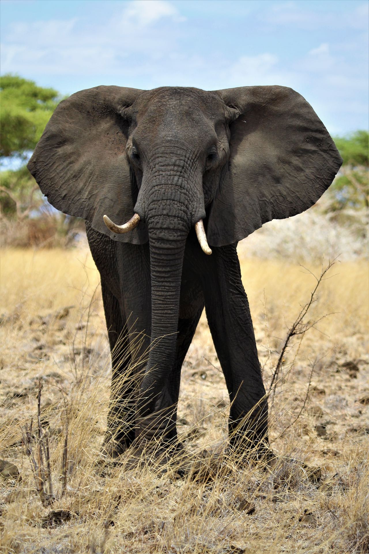 African Elephant