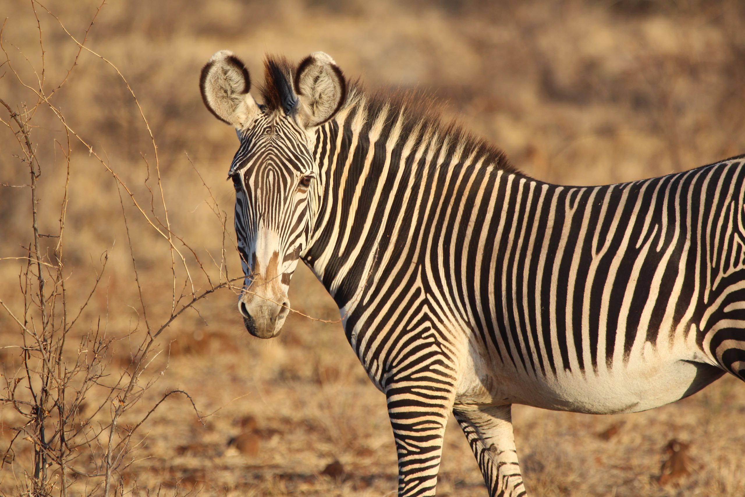 Grevy's Zebra