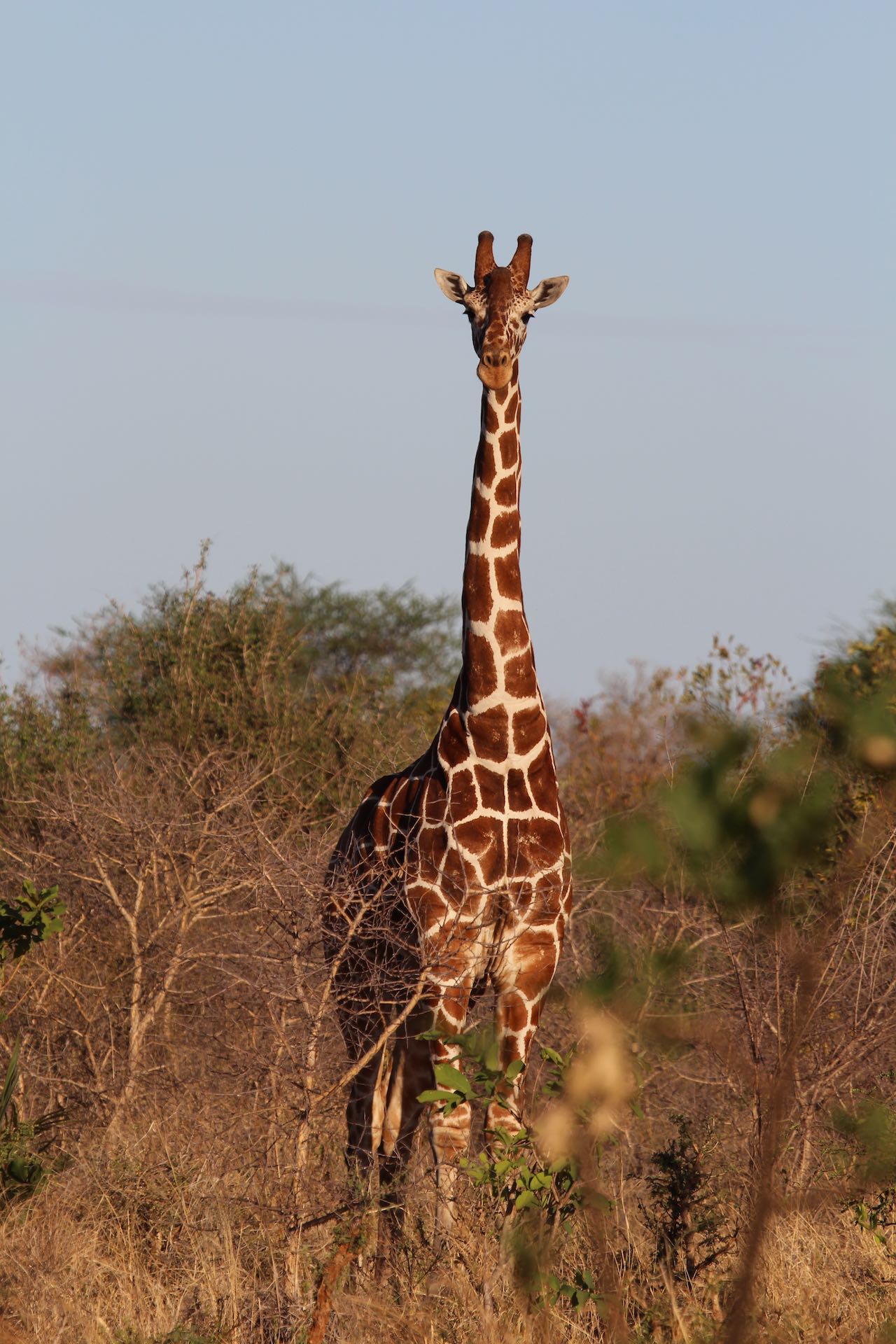 Reticulated Giraffe