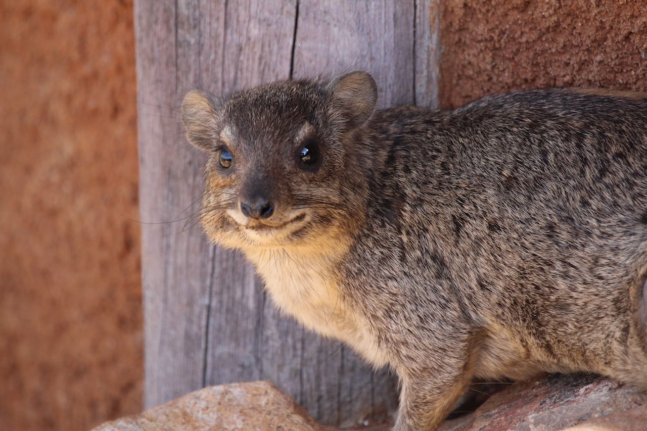 Rock Hyrax