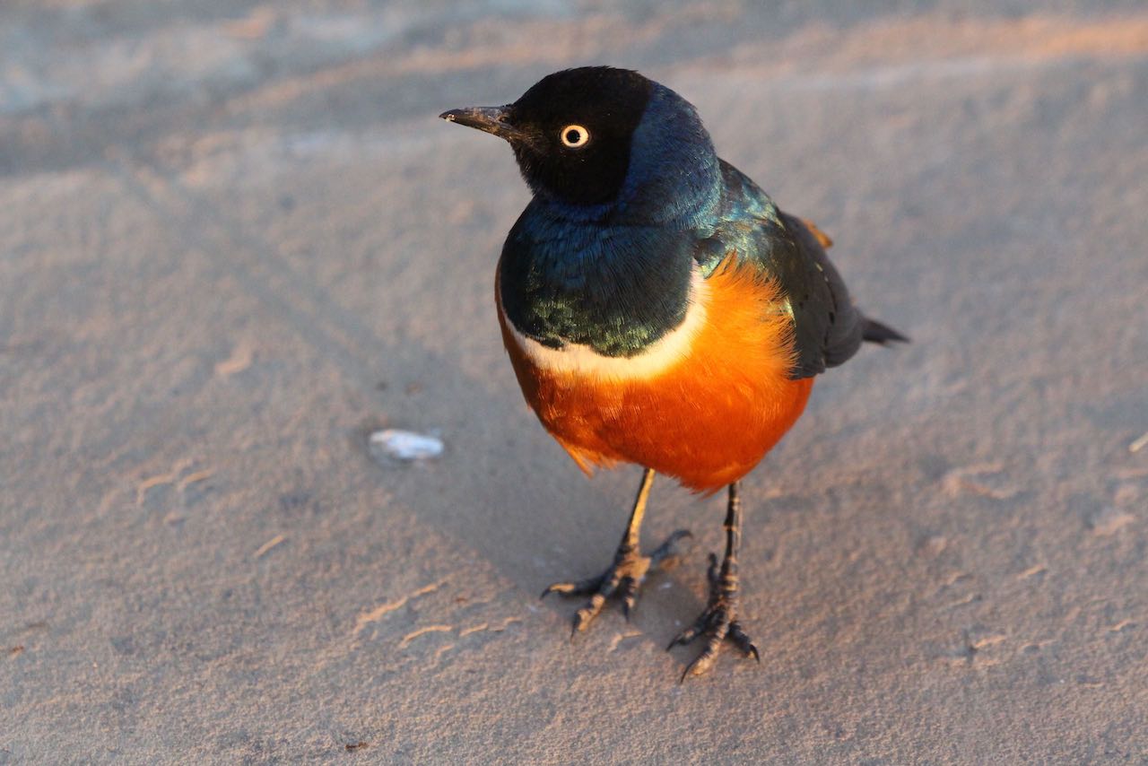 Superb Starling