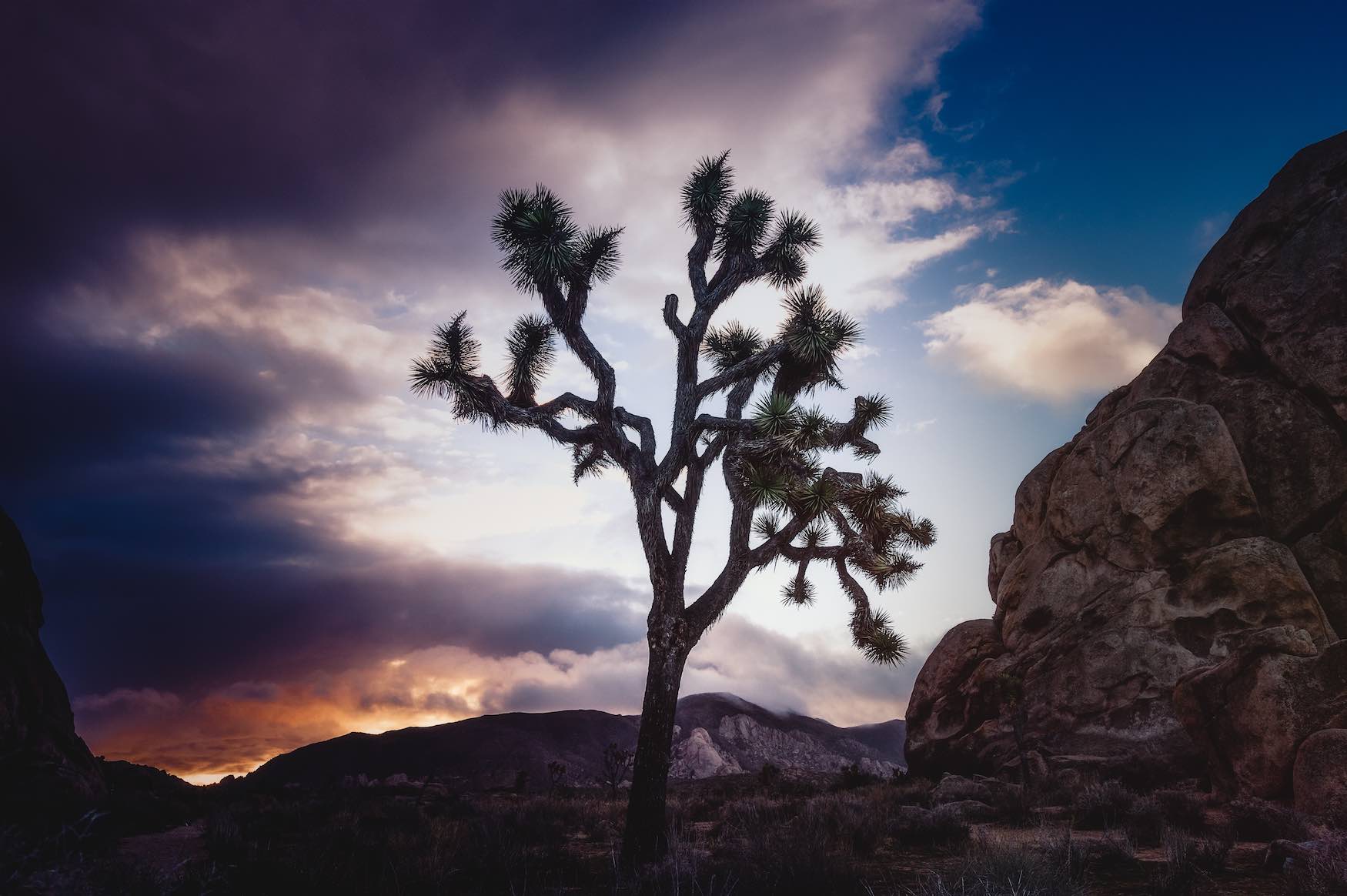 Joshua Tree National Park