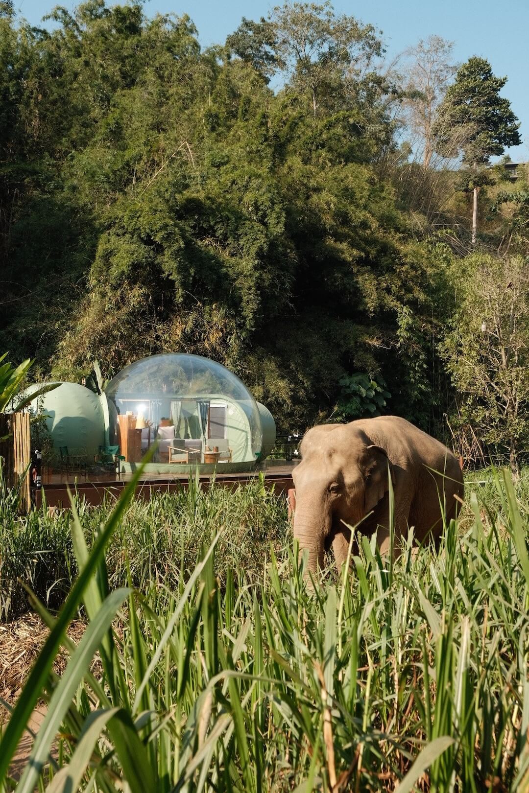 Anantara Golden Triangle Elephant Camp & Resort, Chiang Rai