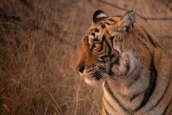 Ranthambore National Park India